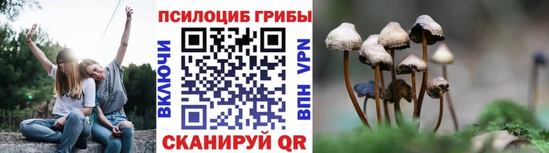 Купить где  Смоленск  Псилоцибиновые грибы Psilocybe 